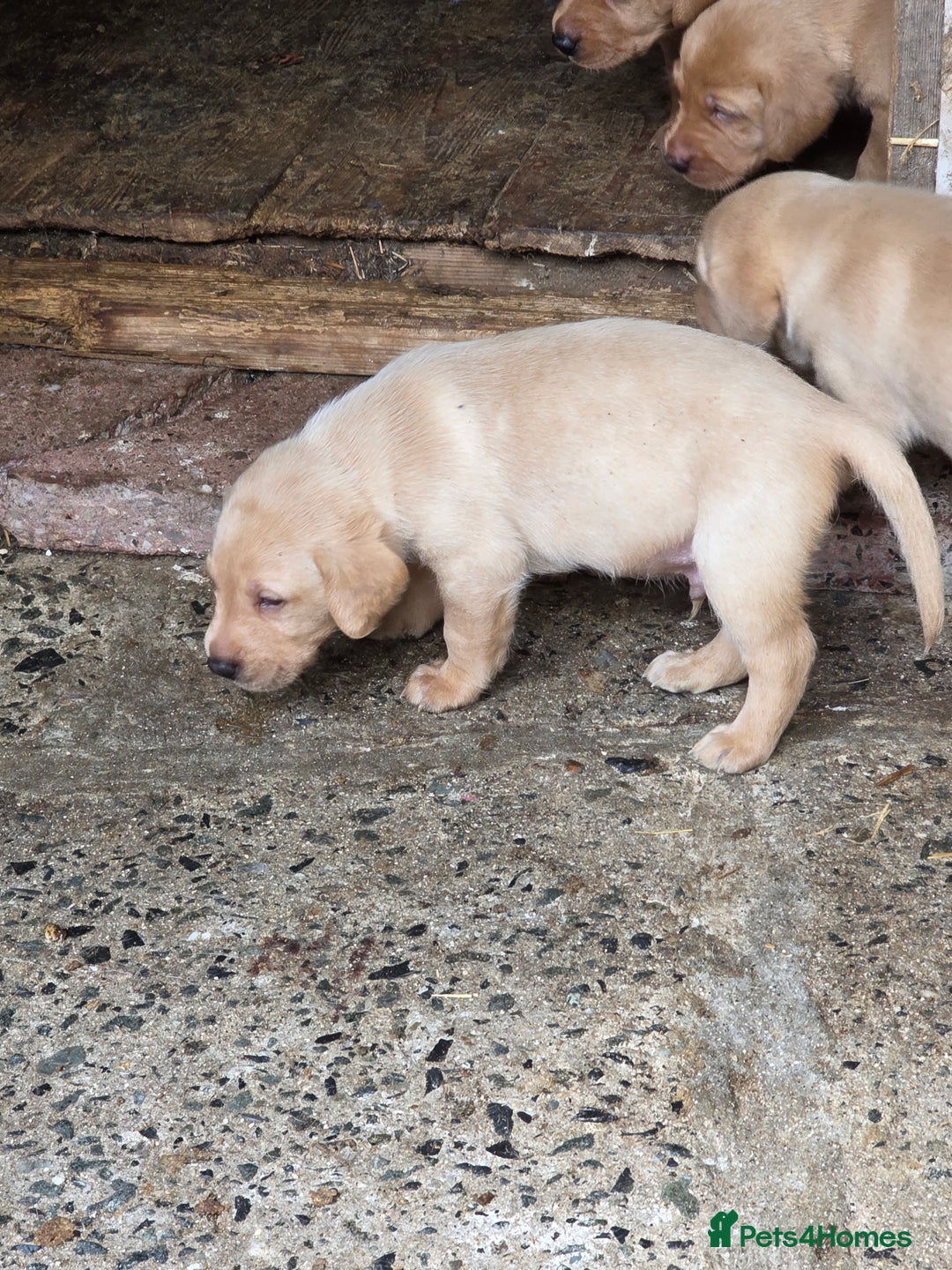 Labrador Retriever dogs for sale: Kc reg  yellow lab puppies 🐶  - Image 3