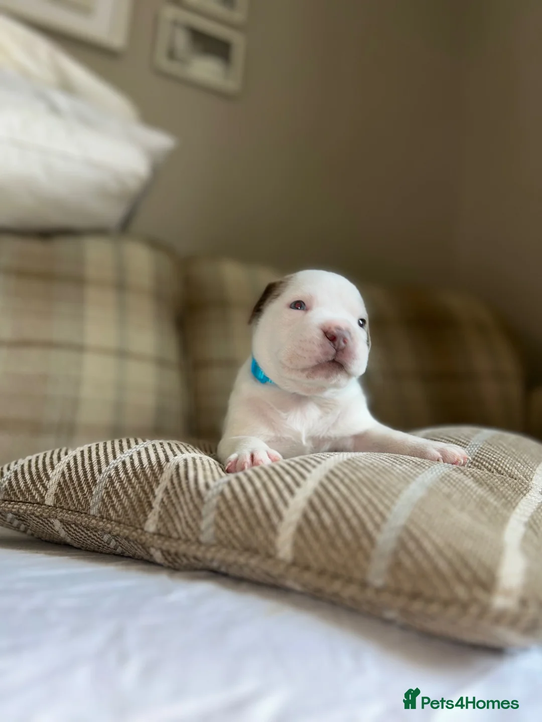 American Bully dogs for sale: 🐾 POCKET BULLY PUPPIES 🐾  in Nottingham - Advert 15