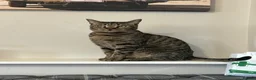 Bengal cats for sale: River  in Kidderminster - Advert 1