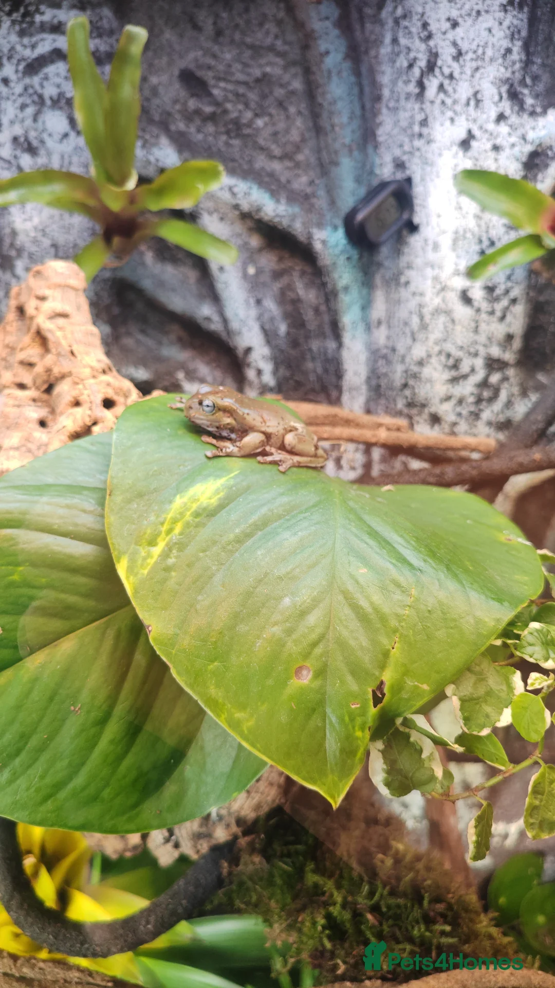 Frog reptiles for sale: Whites tree frogs in Wigan - Advert 2