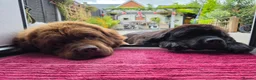 Newfoundland dogs for stud: Brown kc registered newfoundland  in Alcester - Advert 7