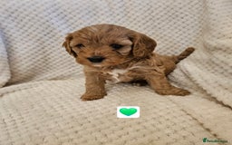 Cavapoo dogs for sale: Vet checked Cavapoo puppies F1 generation for sale - Advert 8