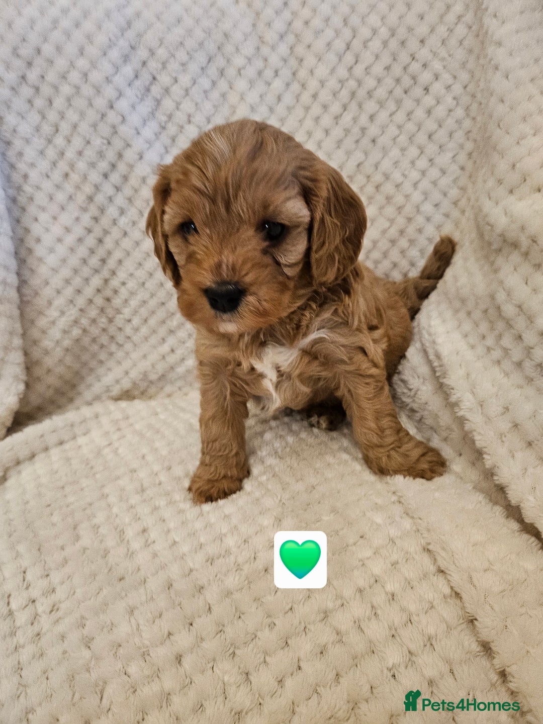 Cavapoo dogs for sale: Vet checked Cavapoo puppies F1 generation for sale - Advert 8