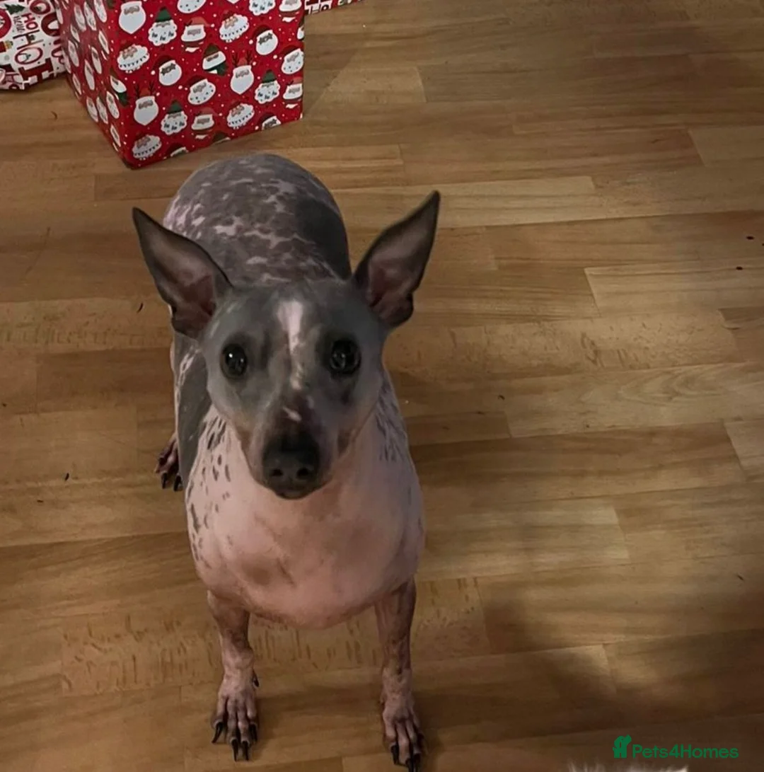 Plummer Terrier dogs for sale: Plummer terrier / American hairless terrier  - Advert 7