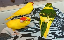 Parakeets birds for sale: Kakariki's x4 handreared kakariki's  - Image 11