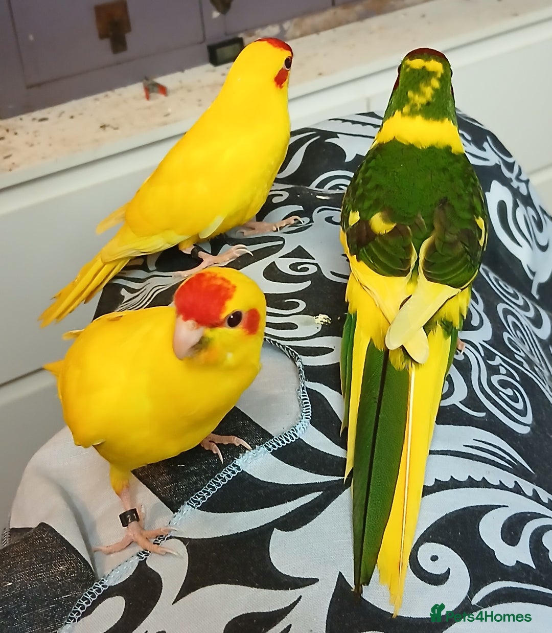 Parakeets birds for sale: Kakariki's x4 handreared kakariki's  - Image 11