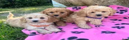 Cavapoochon dogs for sale: Cavapoochon girl puppies  - Advert 5