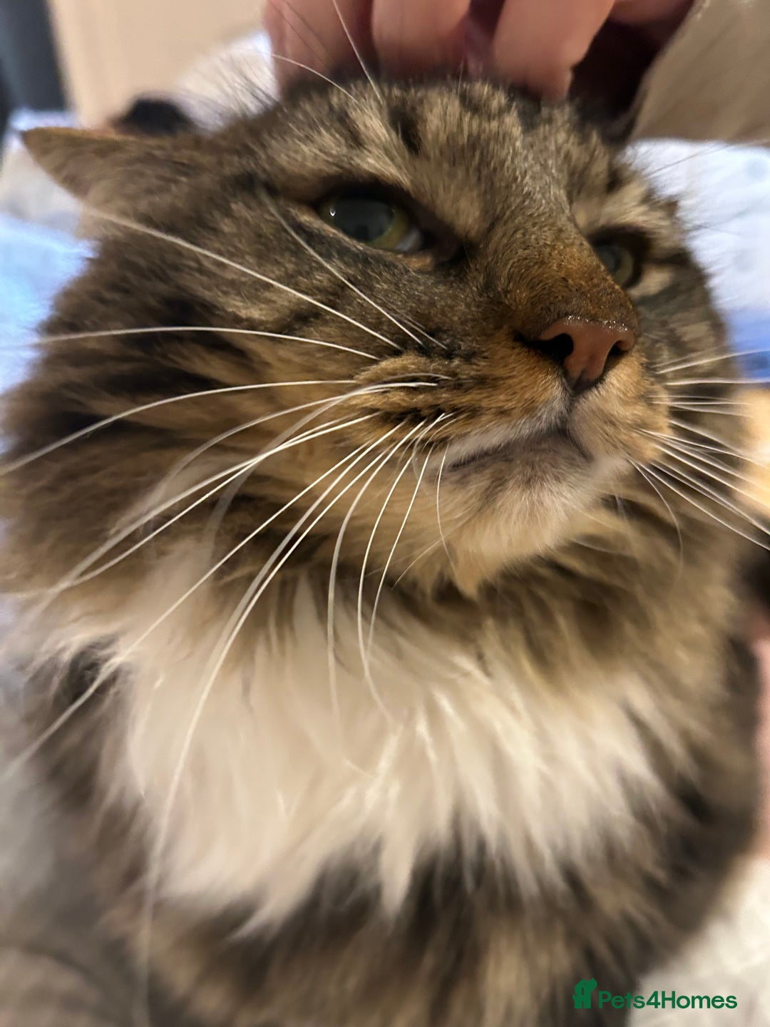 British Longhair cats for sale: Incredibly Beautiful British Longhair Male Cat - Advert 25