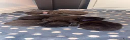 Mixed Breed cats for sale: Make kittens - Advert 2