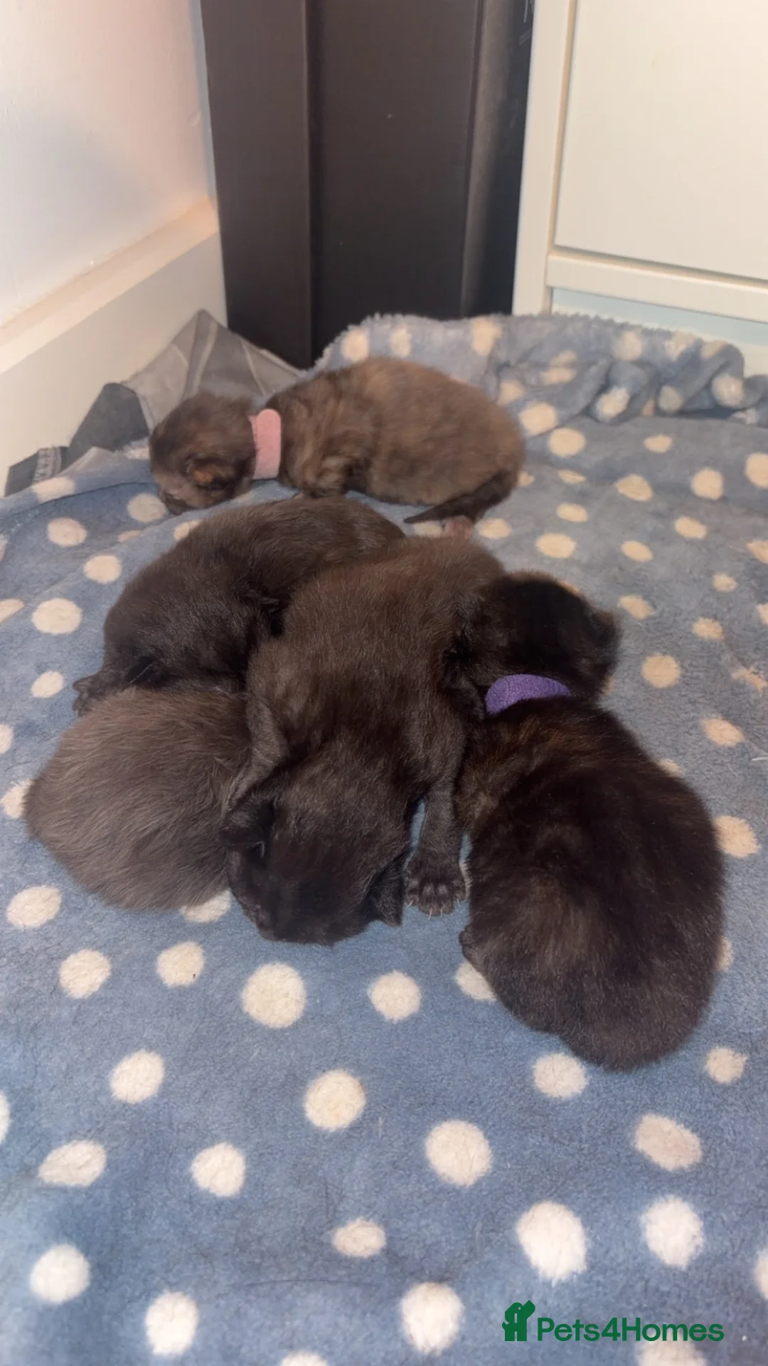 Mixed Breed cats for sale: Make kittens - Advert 2