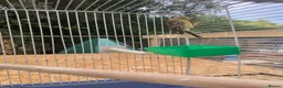 Mixed Breed birds for sale: Goldfinch x siskin  in Southampton - Advert 2