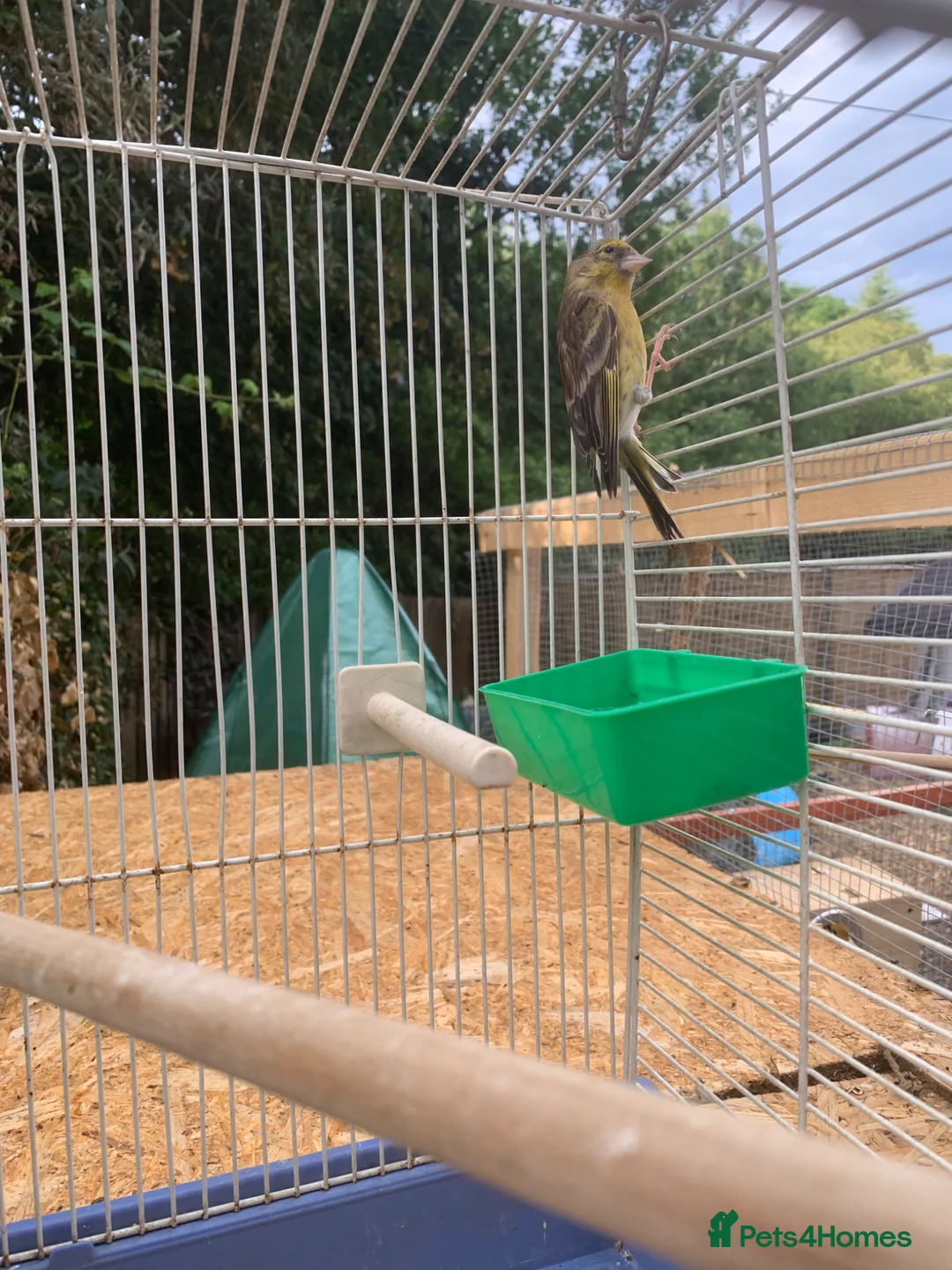 Mixed Breed birds for sale: Goldfinch x siskin  in Southampton - Advert 2