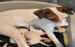 Mixed Breed dogs for sale: F1 jackcain  - Advert 23