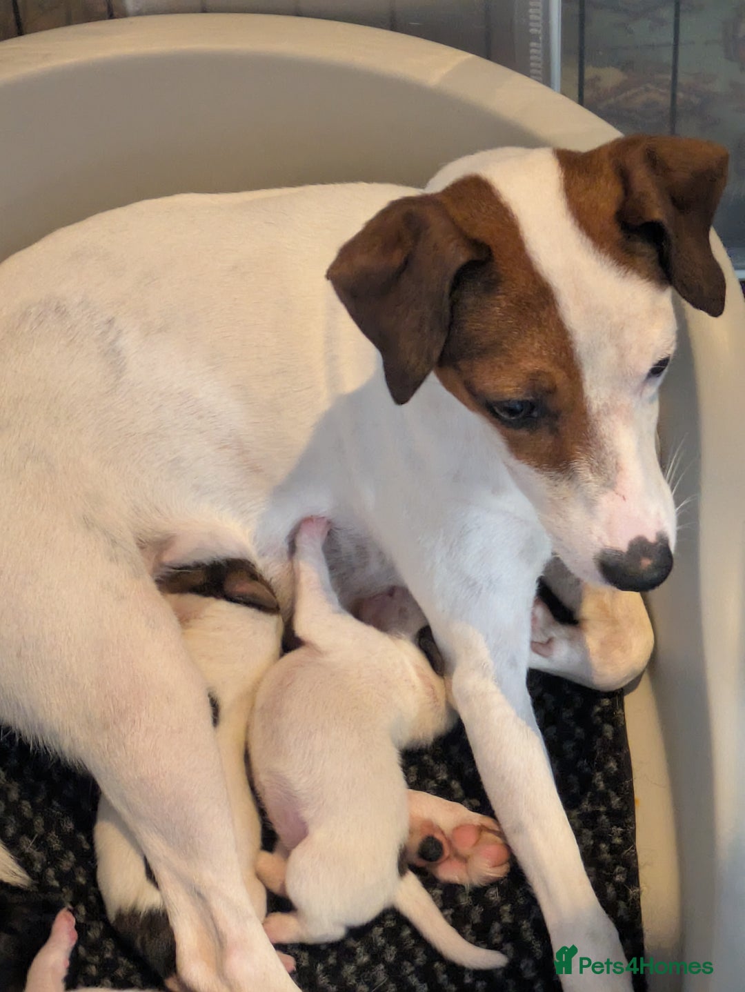 Mixed Breed dogs for sale: F1 jackcain  - Advert 23