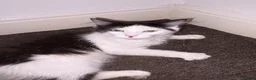 Maine Coon cats for sale: 6 month old kitten needing 5 star home only  - Advert 2