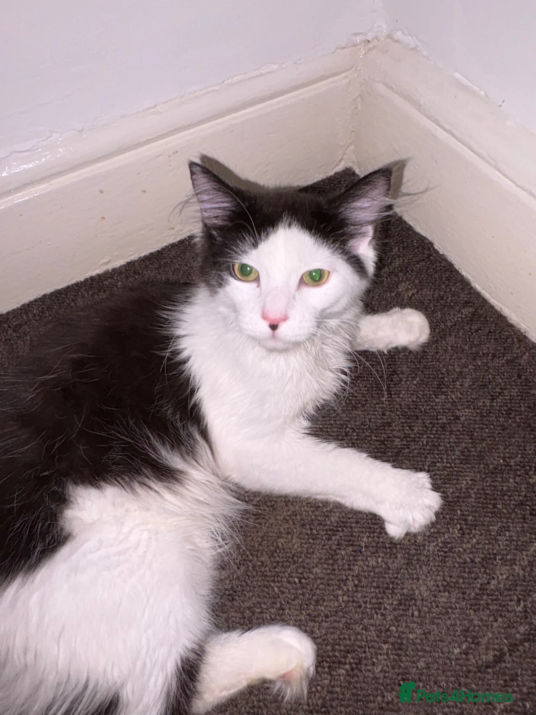 Maine Coon cats for sale: 6 month old kitten needing 5 star home only  - Advert 2