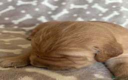 Golden Retriever dogs for sale: Beautiful KC Registered Golden Retrievers for Sale - Image 24