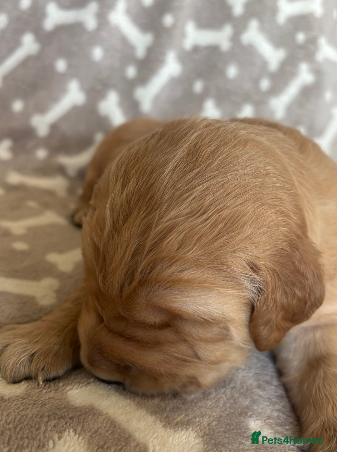 Golden Retriever dogs for sale: Beautiful KC Registered Golden Retrievers for Sale - Image 24