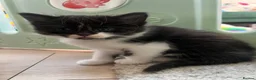 Mixed Breed cats for sale: 4 kittens for sale  in Warrington - Advert 8