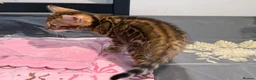 Bengal cats for sale: Top Quality Bengal Kittens (2 Boys, 1 Girl) - Advert 17