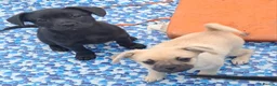 Mixed Breed dogs for sale: French bulldog x german spitz in Wigan - Advert 17
