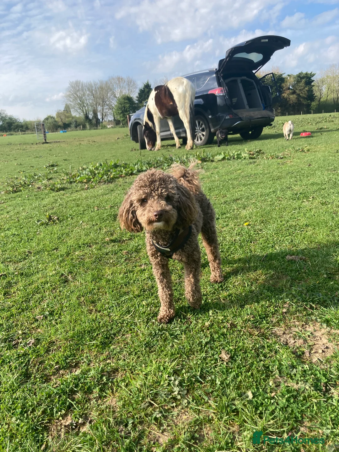 Toy Poodle dogs for stud: Health tested KC chocolate toy poodle stud in Stevenage - Advert 11