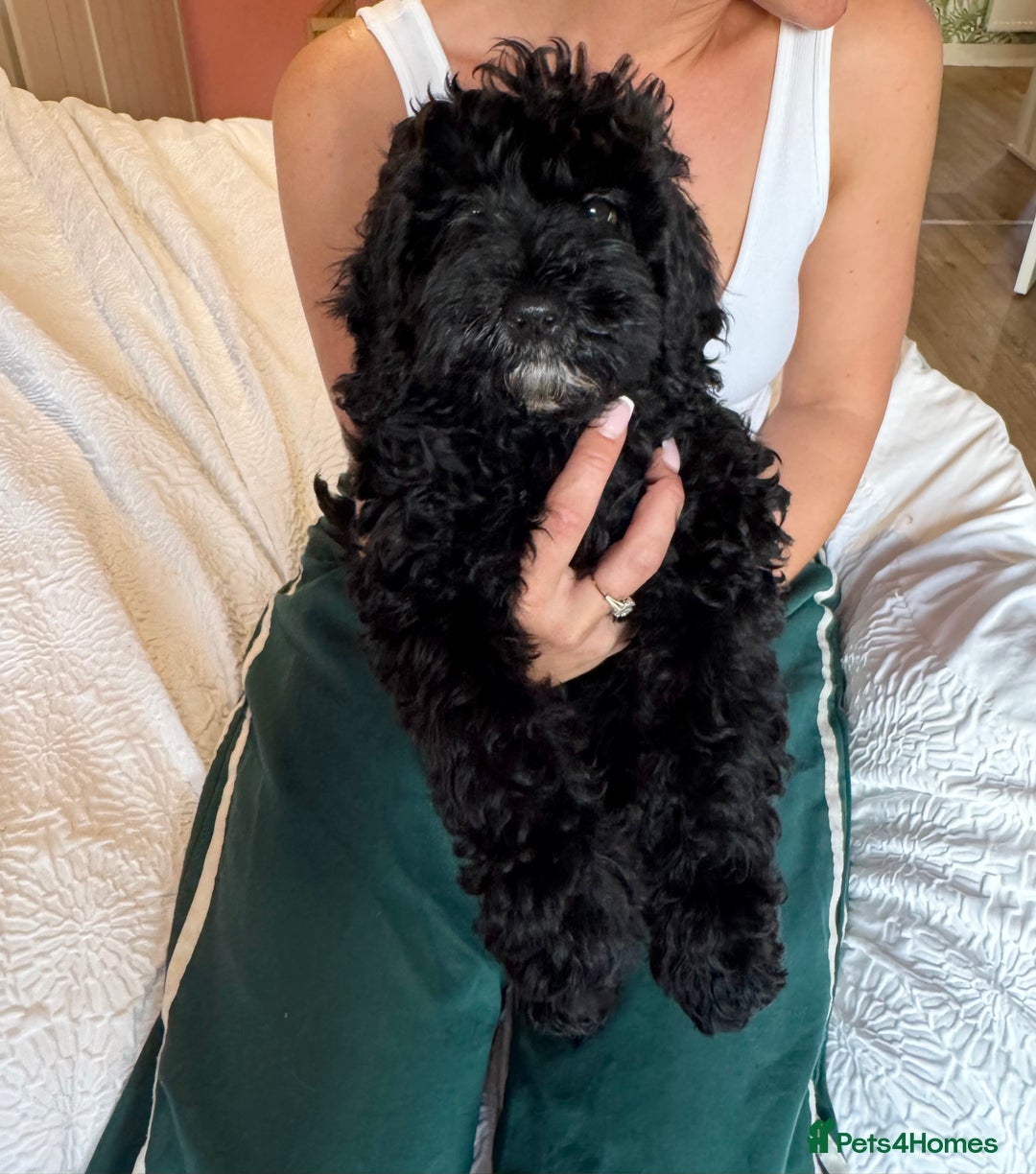 Cockapoo dogs for sale: Adorable cockapoo puppies  - Image 9