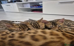 Bengal cats for sale:  🐾Four Beautiful Bengal Kittens🐾 - Image 34