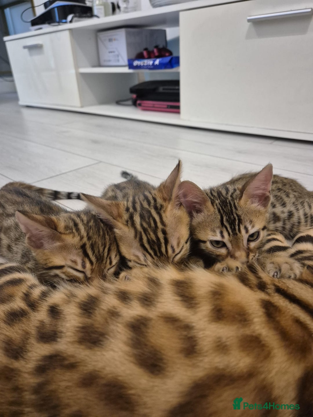 Bengal cats for sale:  🐾Four Beautiful Bengal Kittens🐾 - Image 34
