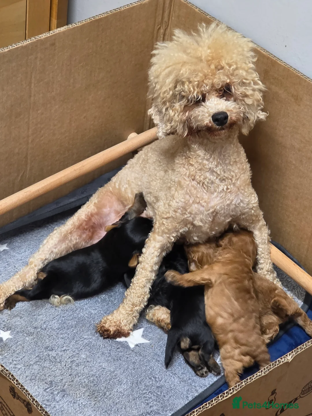 Toy Poodle dogs for sale: Gorgeous boy - Advert 2