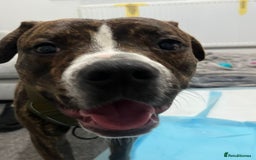 Staffordshire Bull Terrier dogs for sale: Rolo NEED URGENTLY GONE - Image 3