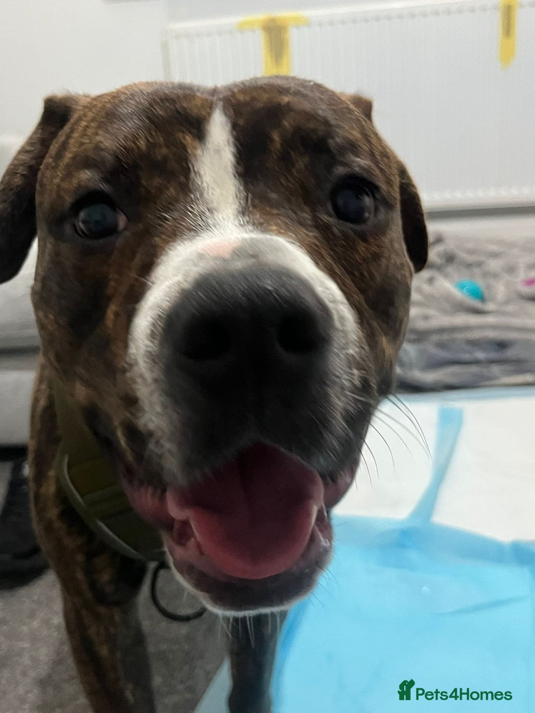 Staffordshire Bull Terrier dogs for sale: Rolo NEED URGENTLY GONE - Image 3