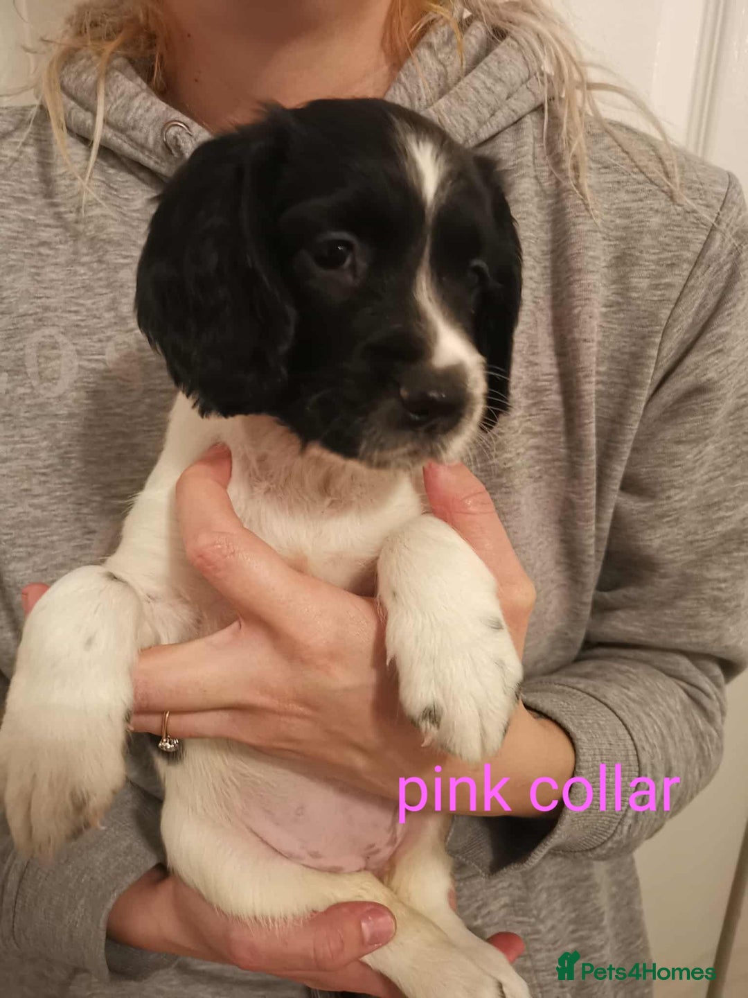 English Springer Spaniel dogs for sale: 🐶 Chunky Springer Spaniel Puppies 🏡 - Advert 4
