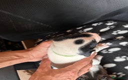Mixed Breed dogs for sale: American bulldog staffy 🏡 - Image 38