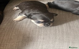 Mixed Breed dogs for sale: Chihuahua puppy’s  - Image 5