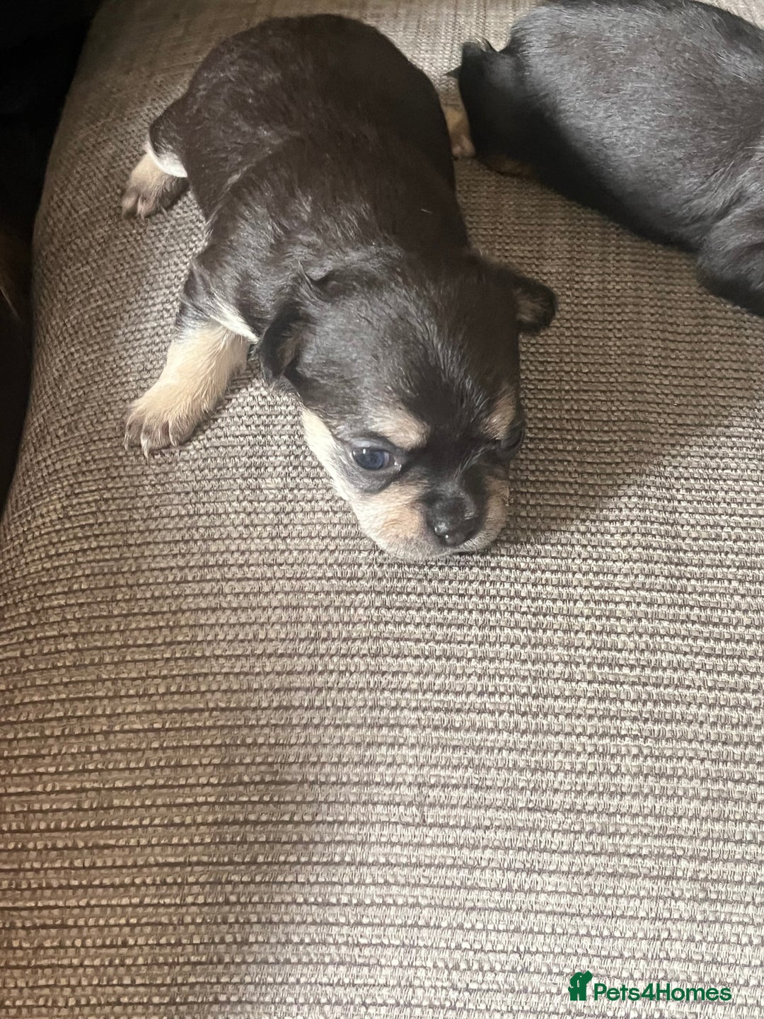 Mixed Breed dogs for sale: Chihuahua puppy’s  - Image 5