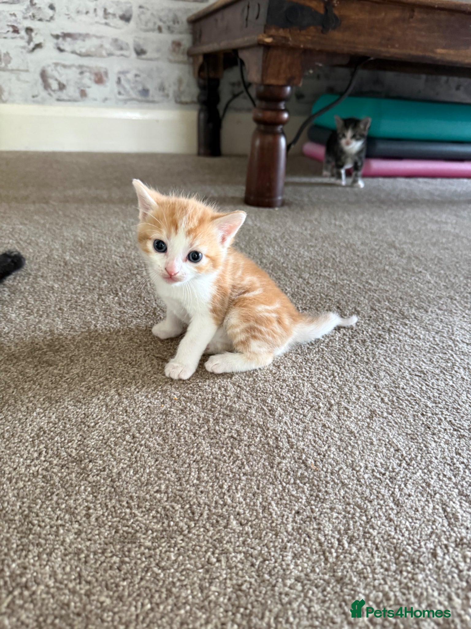 Mixed Breed cats for sale: 3 little adorable kittens - Advert 4