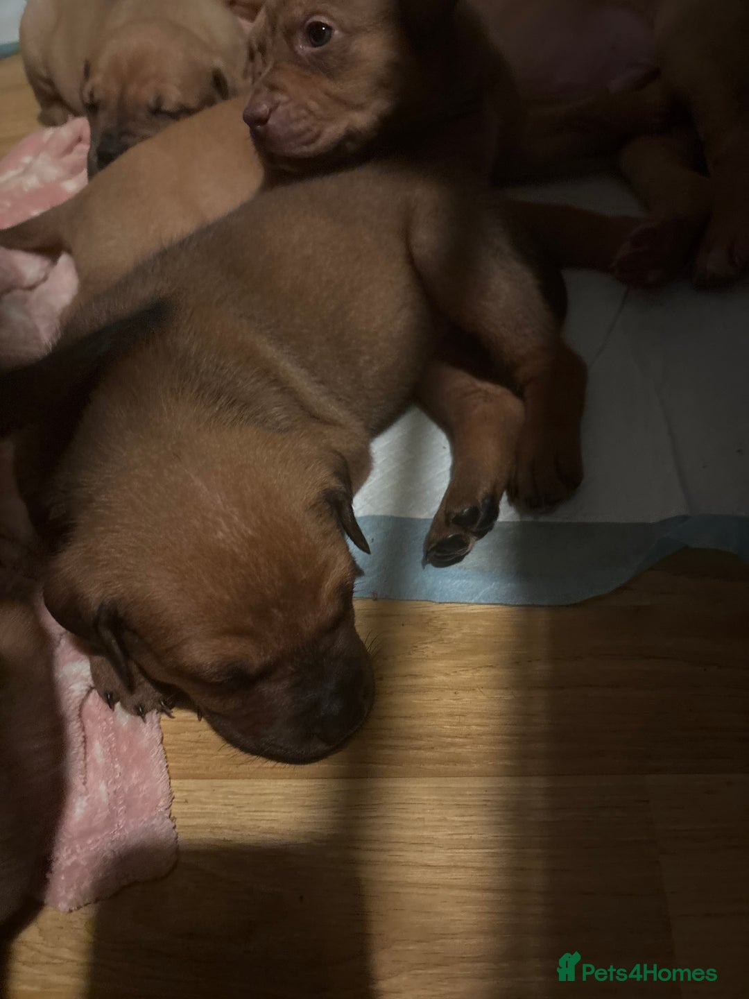 Mixed Breed dogs for sale: mastiffxrottweiler available now last 3 girls left - Advert 28