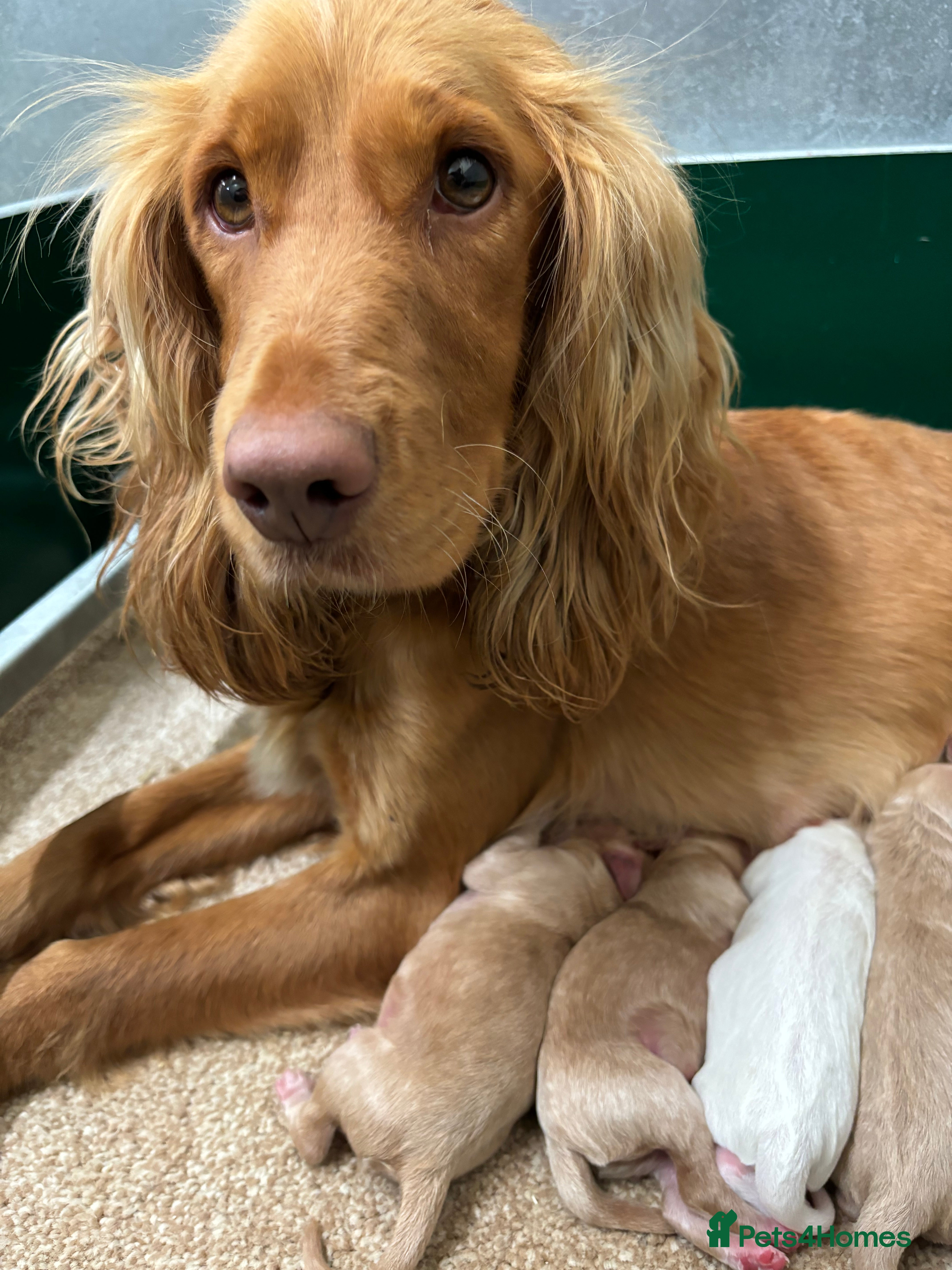miniature cocker poodle puppies for sale
