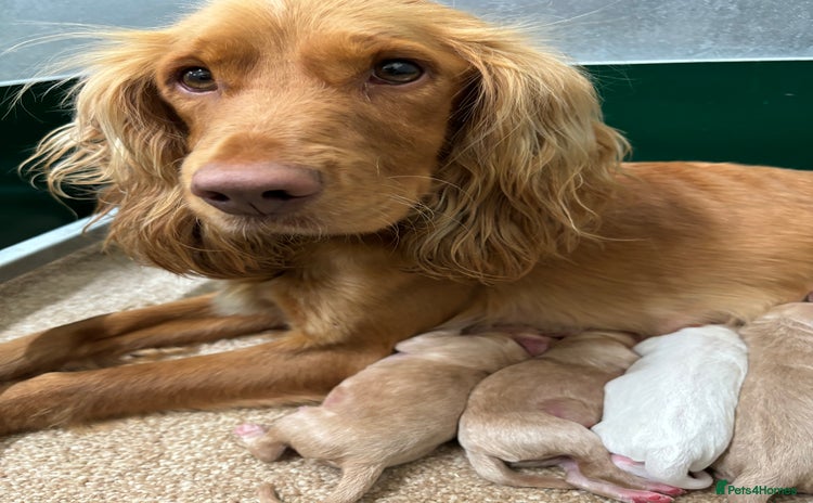 Cockapoo dogs - Advert 4