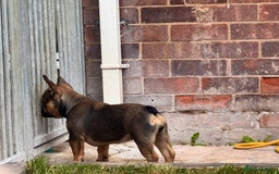 French Bulldog dogs for sale: 3 x Champion Sired KC Reg French Bulldog girls in Doncaster - Image 8