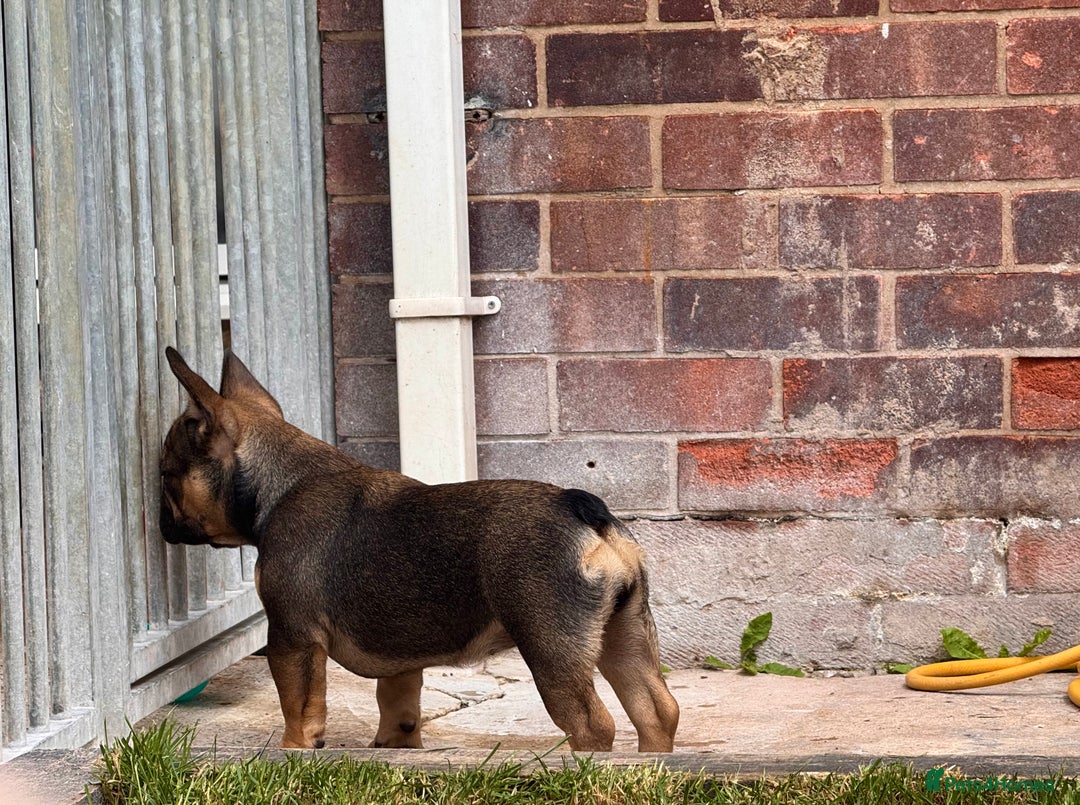 French Bulldog dogs for sale: 3 x Champion Sired KC Reg French Bulldog girls in Doncaster - Image 8