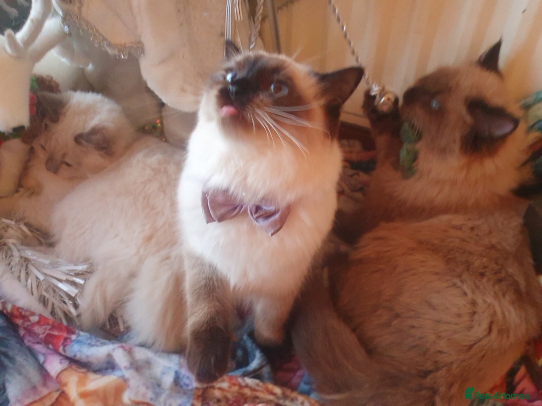 Ragdoll cats for sale: Mink & traditional Ragdolls - Advert 28
