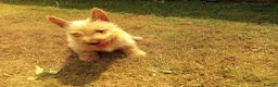Scottish Terrier dogs for sale: Scottish terrier puppies in Brecon - Advert 3