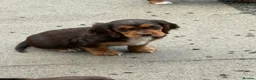 Mixed Breed dogs for sale: Absolutely stunning litter of F1 “Clockers”  - Advert 3