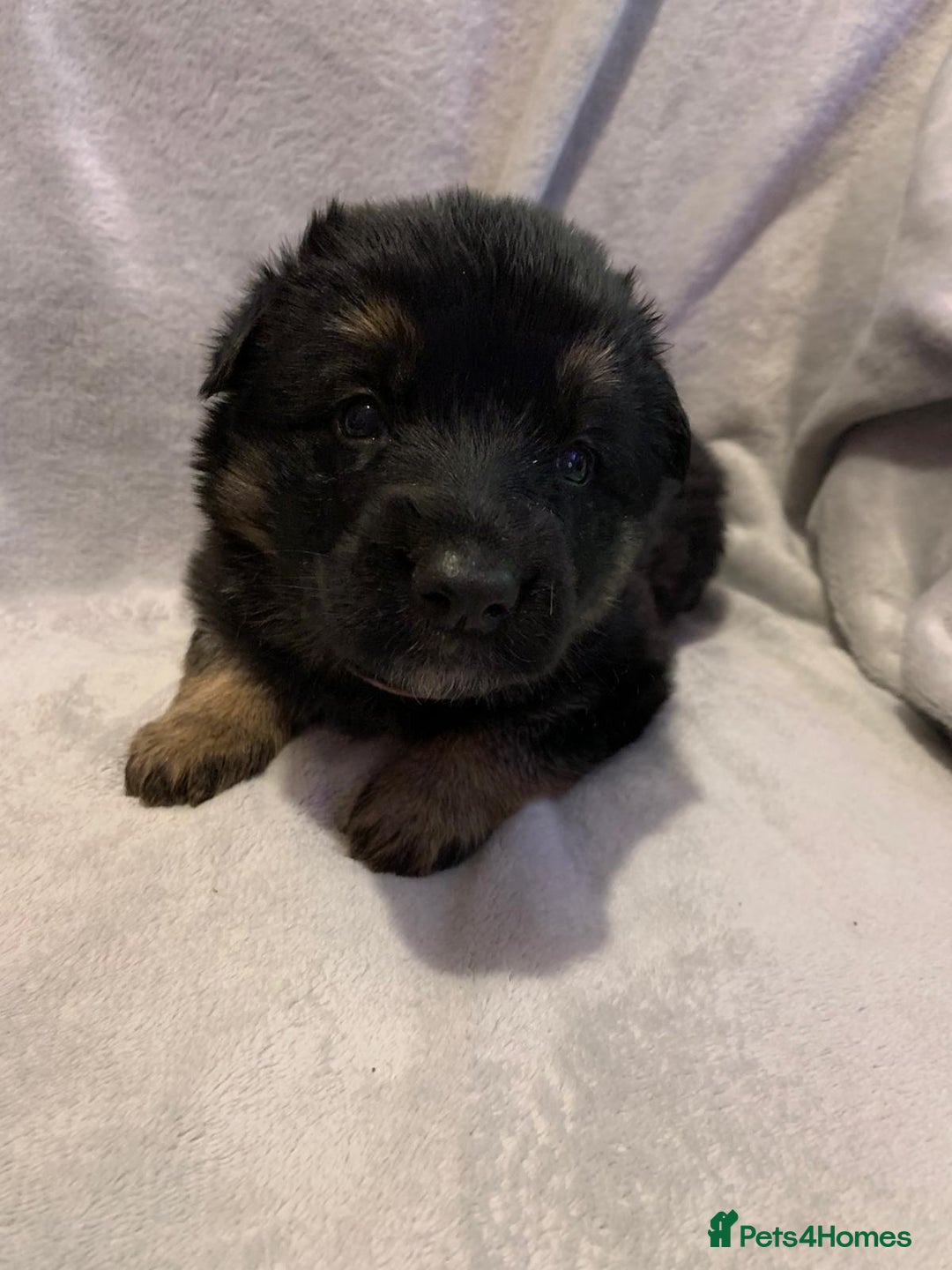 German Shepherd dogs for sale: German Shepherd puppies - Advert 5