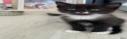 Mixed Breed cats for sale: Playful, fluffy babies  in London - Advert 7