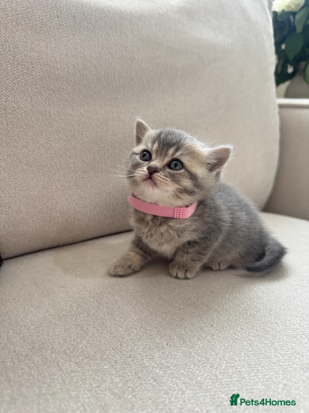 British Shorthair cats for sale: British shorthair / scottish fold kittens - Advert 2