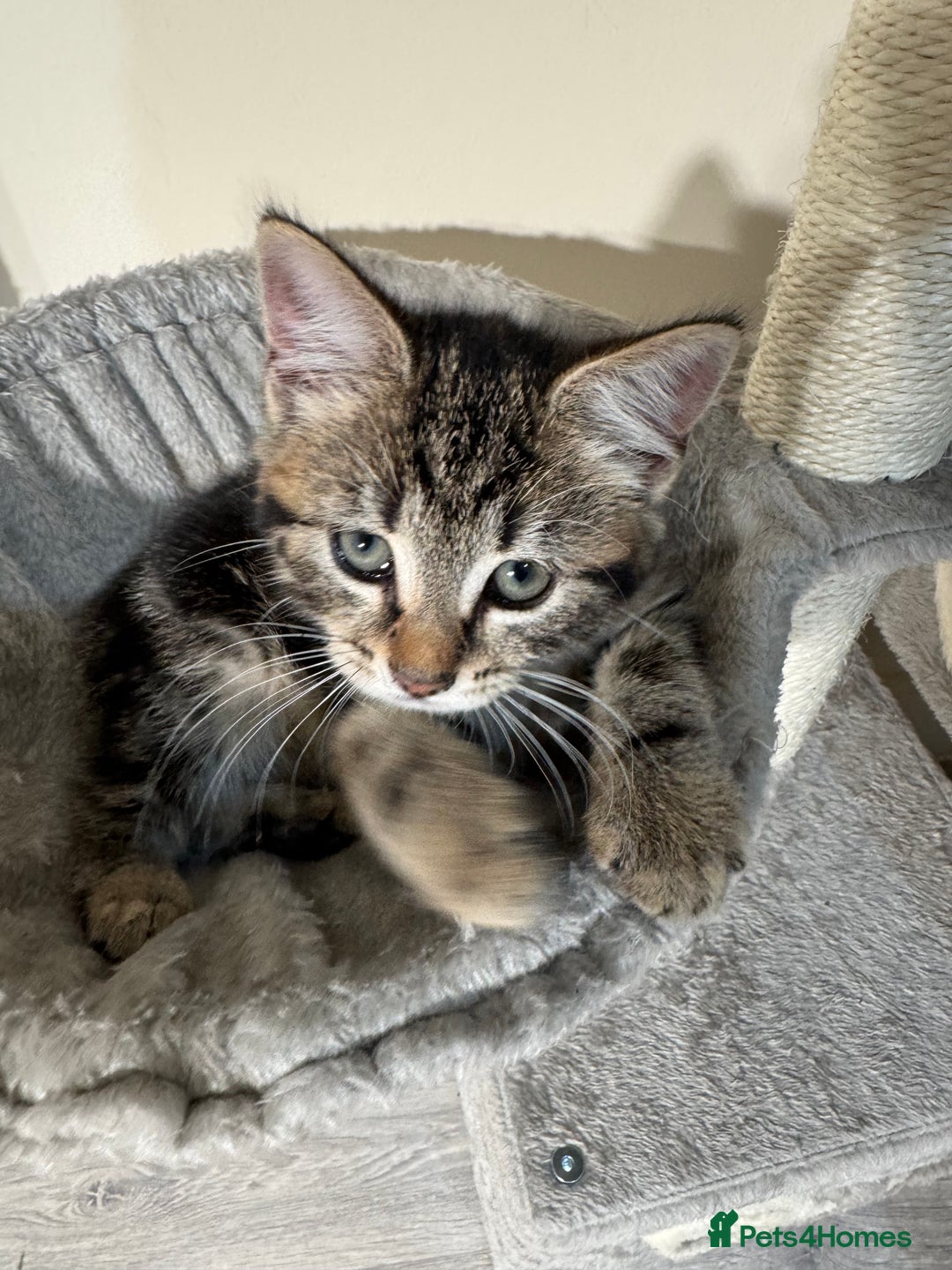 Domestic Shorthair cats for sale: Tabby kitten and Russian blue cross - Advert 3