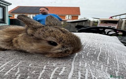 Mini Lop rabbits for sale: Mini Lop Babies ready to reserve - Image 26